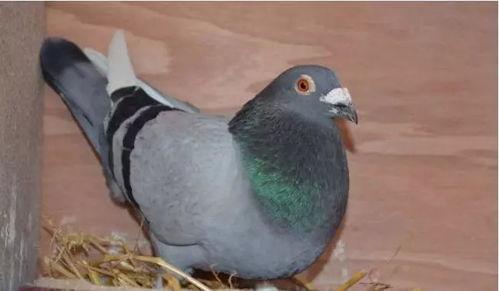 网红吃瓜鸽子图片搞笑,萌态十足笑翻网友