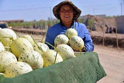 甘肃张掖网红吃瓜事件,一场网络狂欢背后的争议与反思