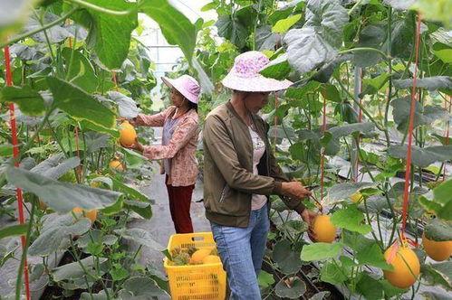 网红塌方吃瓜是真的吗,吃瓜群众热议真相究竟如何？