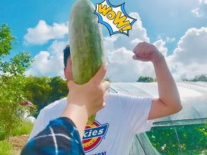 吃瓜群众瓜哥网红